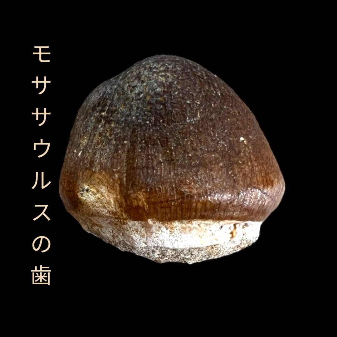 化石　D-15 化石 D-15